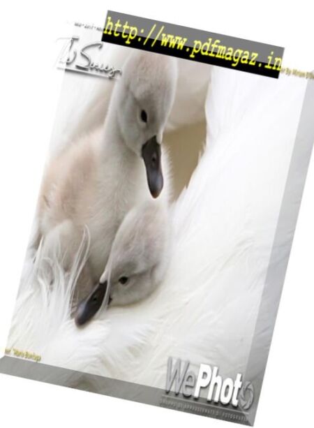 WePhoto – Animals, Volume 4 2017 Cover