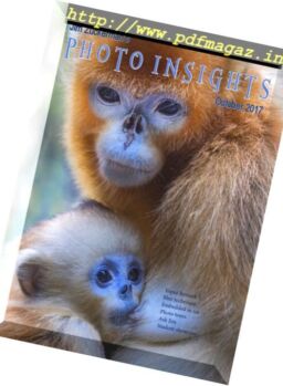 Photo Insights – October 2017
