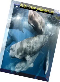 Underwater Photography – November-December 2017