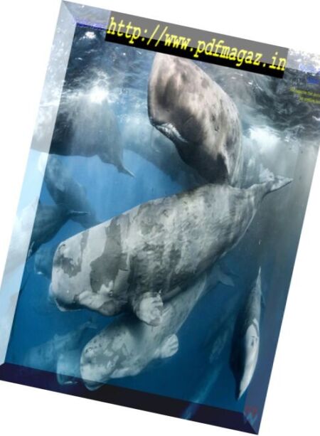 Underwater Photography – November-December 2017 Cover