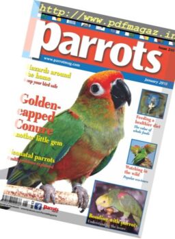 Parrots – January 2018