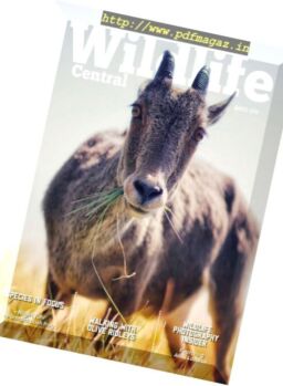 Wildlife Central – March 2018