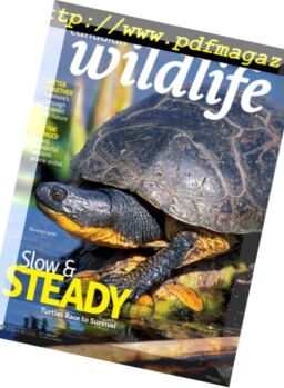 Canadian Wildlife – June-July 2018