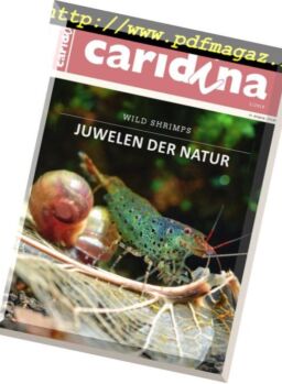 Caridina – Nr1, 2019