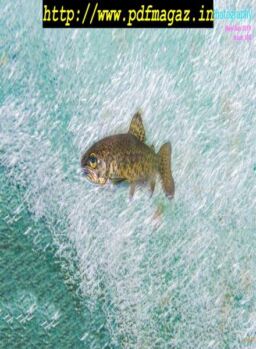 Underwater Photography – May-June 2019