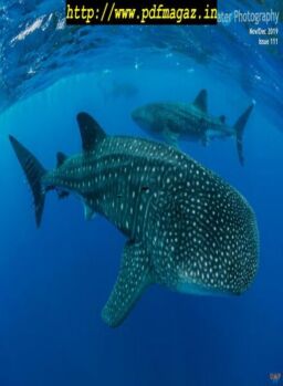 Underwater Photography – November-December 2019