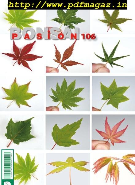 Bonsai Pasion – octubre 2019 Cover
