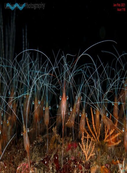 Underwater Photography – January-February 2021 Cover