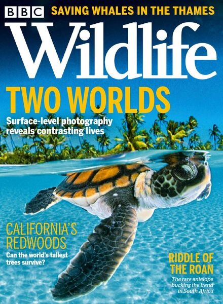 BBC Wildlife – October 2021 Cover