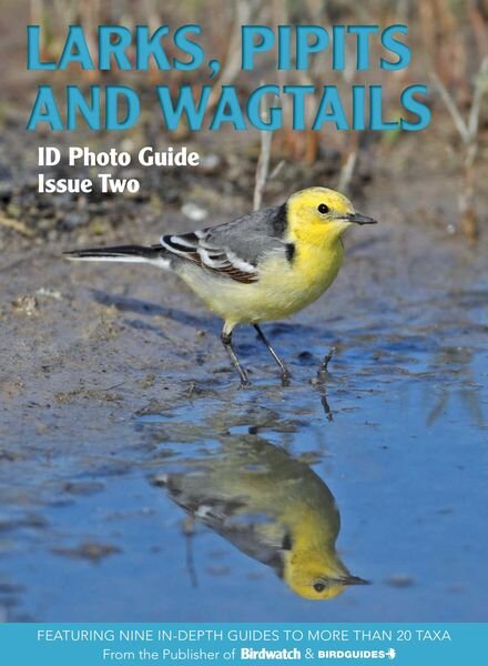 Bird ID Photo Guides – 11 November 2022 Cover