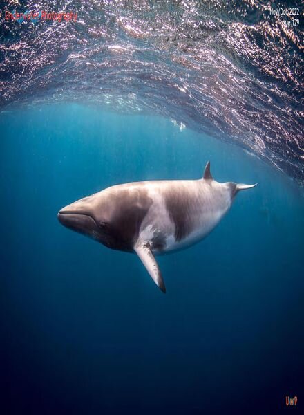 Underwater Photography – November-December 2022 Cover
