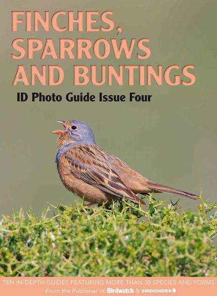 Bird ID Photo Guides – 13 January 2023 Cover