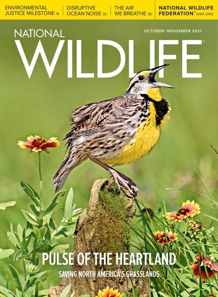 National Wildlife – October-November 2021 Cover