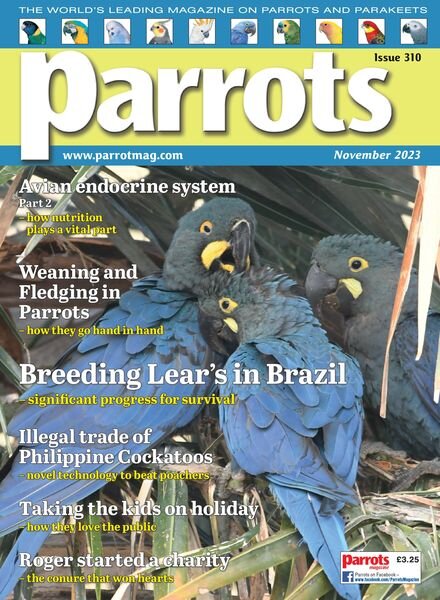 Parrots – November 2023 Cover