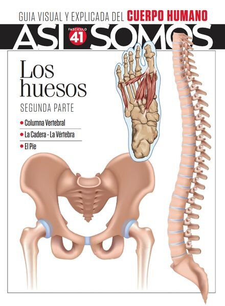 Asi Somos El cuerpo humano – Fasciculo 8 2024 Cover