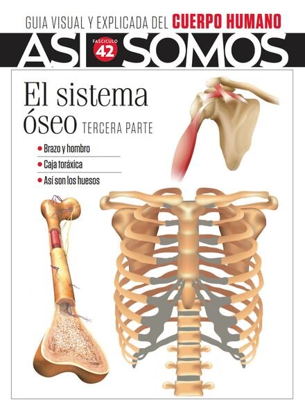 Asi Somos El cuerpo humano – Fasciculo 9 2024 Cover