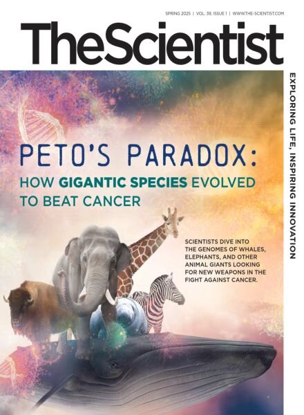 The Scientist – Spring 2025 Cover