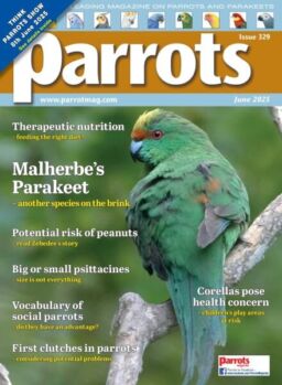 Parrots – June 2025