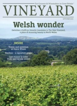 Vineyard – September 2025