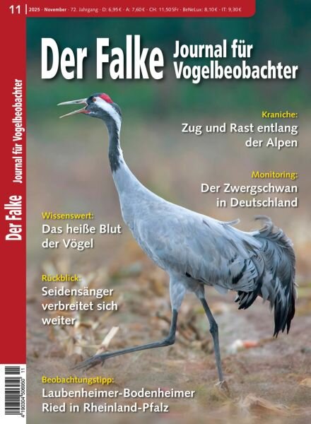 Der Falke Journal fur Vogelbeobachter – November 2025 Cover