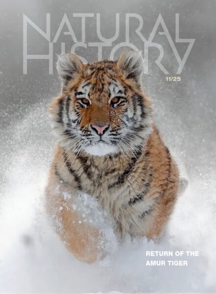 Natural History – November 2025 Cover