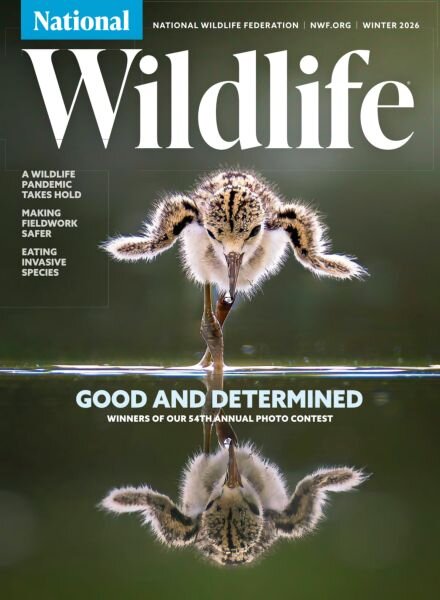 National Wildlife – Winter 2025-26 Cover