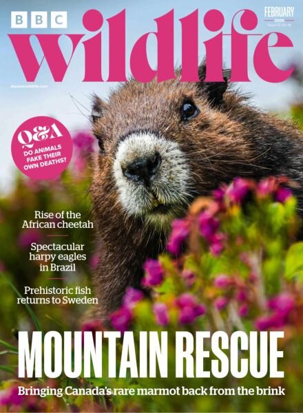 BBC Wildlife – February 2026 Cover