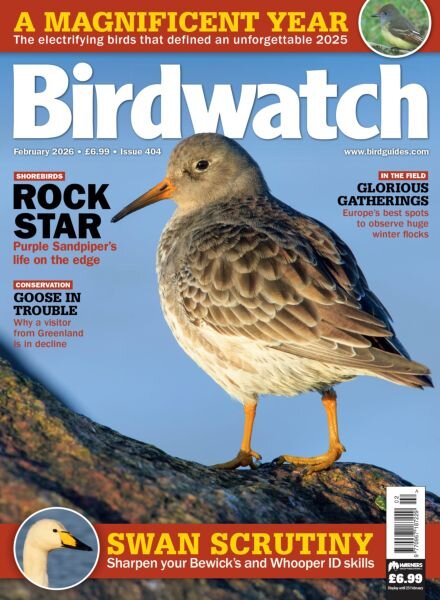 Birdwatch UK – February 2026 Cover