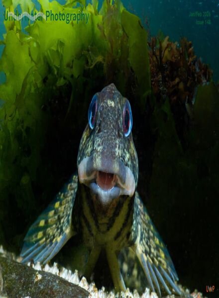 Underwater Photography – January-February 2026 Cover