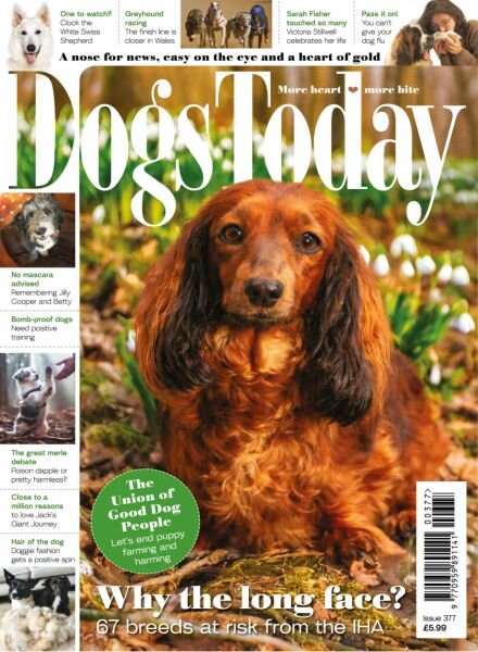 Dogs Today UK – Issue 377 2026 Cover