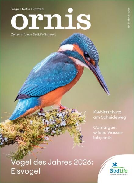 Ornis – Februar 2026 Cover
