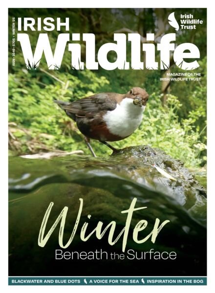 Irish Wildlife Magazine – Winter 2025-2026 Cover