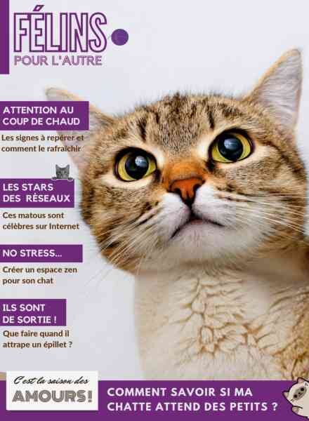Felins pour l’autre – 5 Mai 2026 Cover