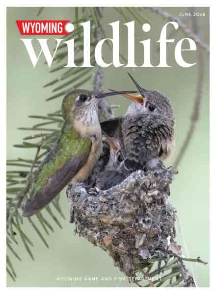 Wyoming Wildlife – June 2026 Cover