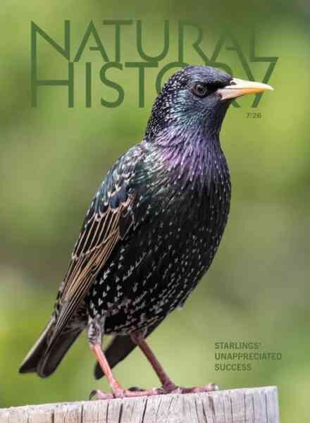 Natural History – July 2026 Cover